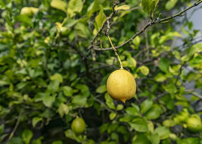 4 Casa Indianas Селорес